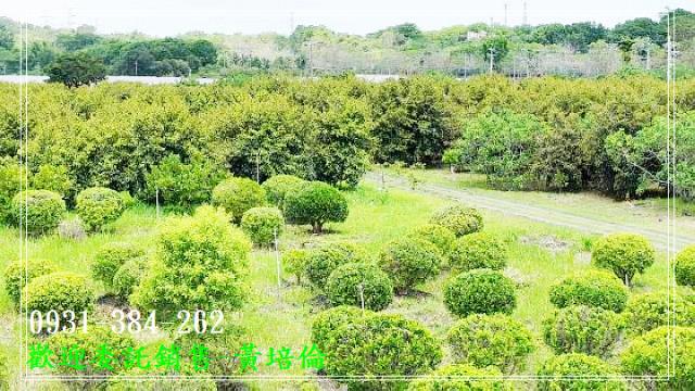 591黃培倫591