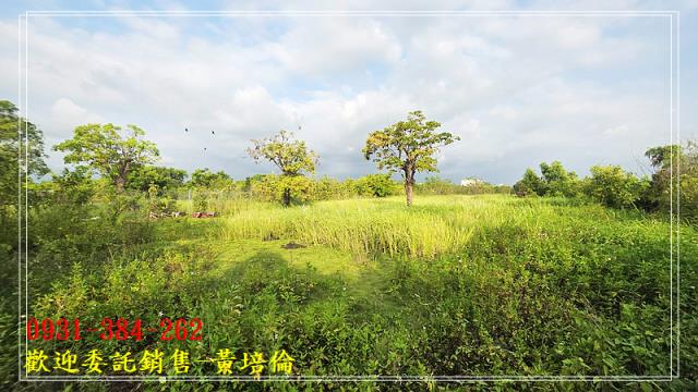 591黃培倫