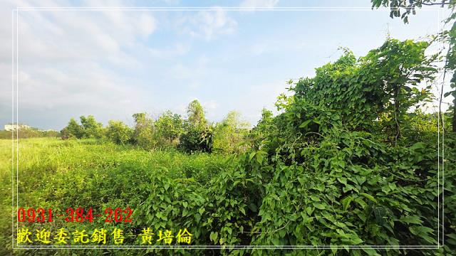 黃培倫591